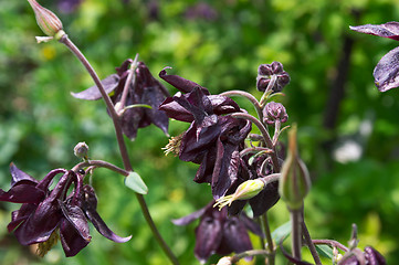 Image showing Aquilegia flowers