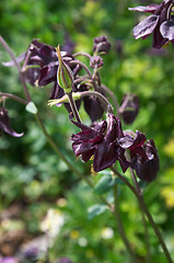 Image showing Aquilegia flowers