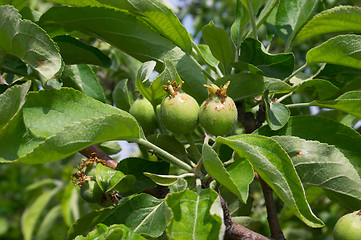 Image showing Unripe apples