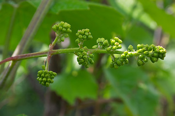 Image showing Buds of vine