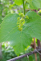 Image showing Buds of vine