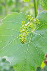 Image showing Buds of vine