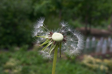 Image showing Dandelion