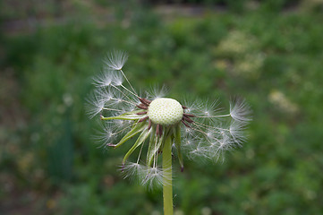 Image showing Dandelion