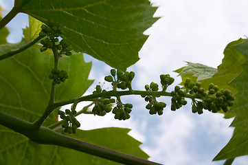 Image showing Buds of vine