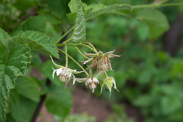 Image showing Blooming raspberries