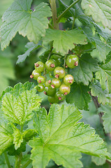 Image showing Green berries of red currant
