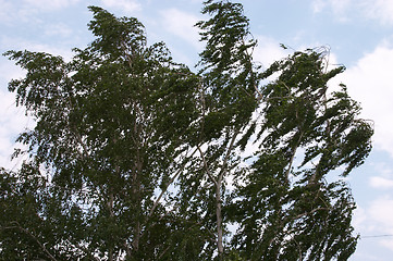 Image showing Wind