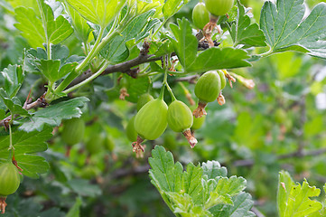 Image showing Gooseberries