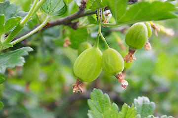 Image showing Gooseberries