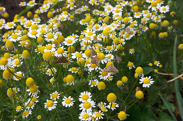 Image showing Camomile meadow