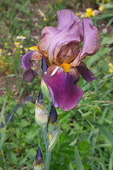 Image showing Flower of Iris