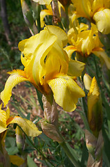 Image showing Flower of Iris