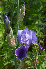 Image showing Flower of Iris