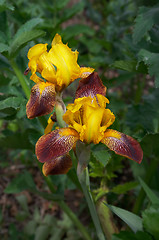 Image showing Flower of Iris