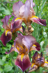 Image showing Flower of Iris