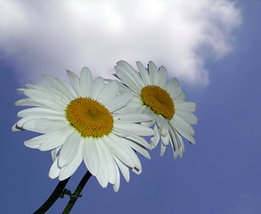 Image showing Daisy flowers