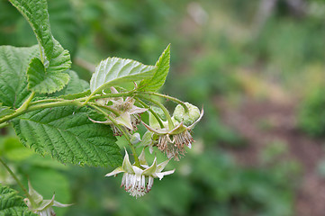 Image showing Blooming raspberries