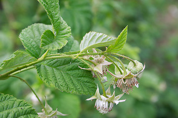 Image showing Blooming raspberries