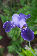 Image showing Flower of Iris