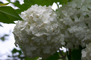 Image showing Snowball tree
