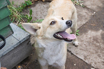 Image showing Smiling dog