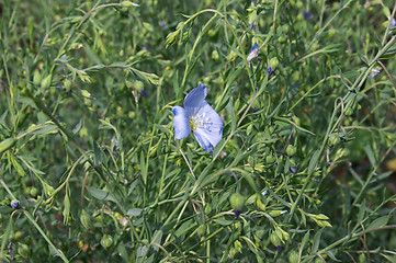 Image showing Flower of decorative flax