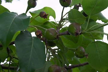 Image showing Unripe pears