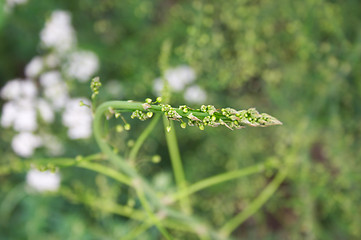 Image showing Asparagus