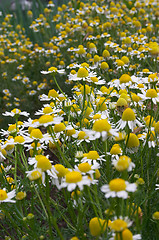 Image showing Camomile meadow