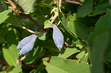 Image showing Berries of honeysuckle