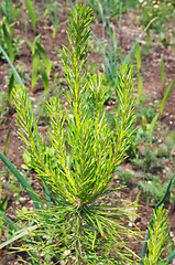 Image showing Sprout of pine-tree