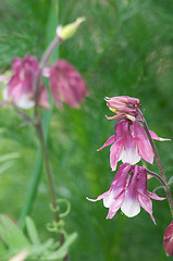 Image showing Aquilegia flowers