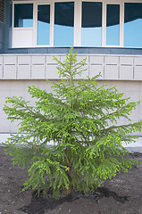 Image showing Fir