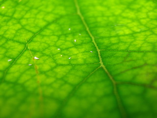 Image showing After the rain