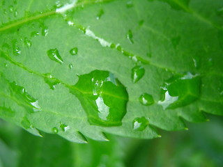 Image showing Wet leaf