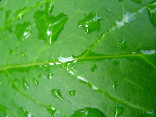 Image showing Wet leaf