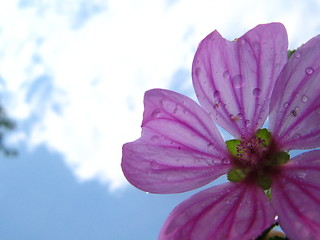 Image showing Flower