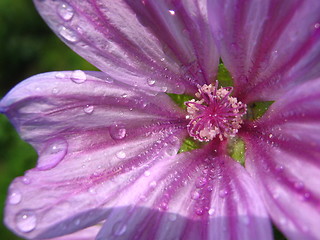 Image showing Flower