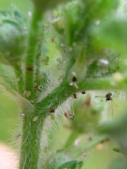 Image showing Bugs attaking a plant