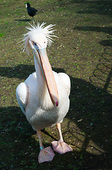 Image showing Pink pelican on brown ground