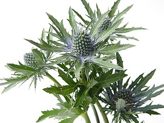 Image showing Thistles