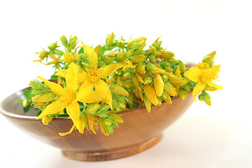 Image showing St. John's wort