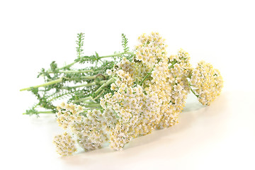 Image showing Yarrow