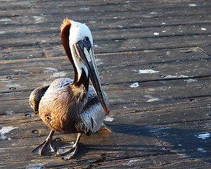 Image showing Pelican