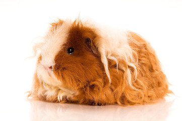 Image showing long hair guinea pig