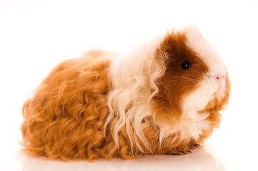 Image showing long hair guinea pig