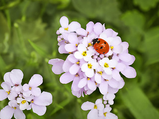 Image showing ladybug