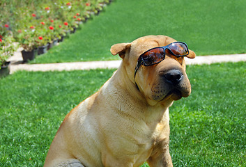 Image showing Adorable Shar Pei in sunglasses