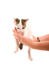 Image showing Adorable young cat in woman's hand